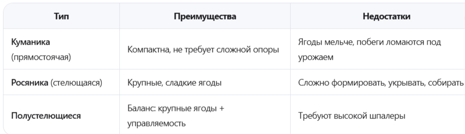 Тип роста: куманика, росянику или полустелющаяся?