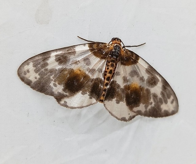 Пяденица пестрая вязовая (Abraxas sylvata (Scopoli, 1763)