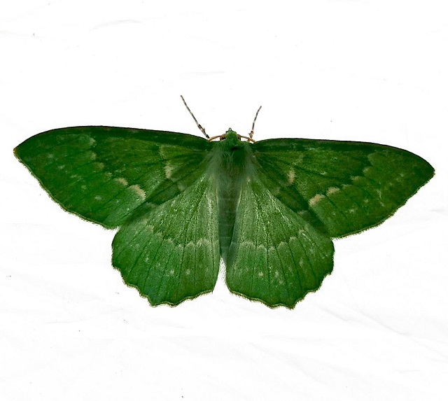 Большая зеленая пяденица (Geometra papilionaria (Linnaeus, 1758)