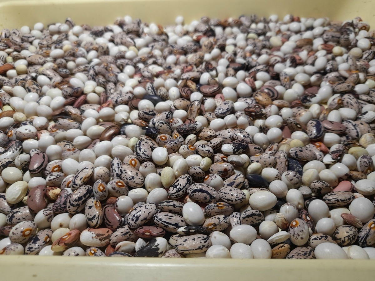 Ассорти вьющейся фасоли 6 (или 7?) сортов.