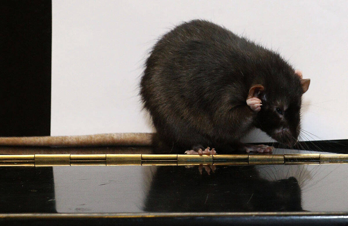 Крупные крысы, вызывающие отвращение, встречаются во дворах жилых домов, возле мусорных контейнеров, в подъездах жилых домов, бегают на детских площадках и в продуктовых магазинах ТатарстанаФото: © «Татар-информ»