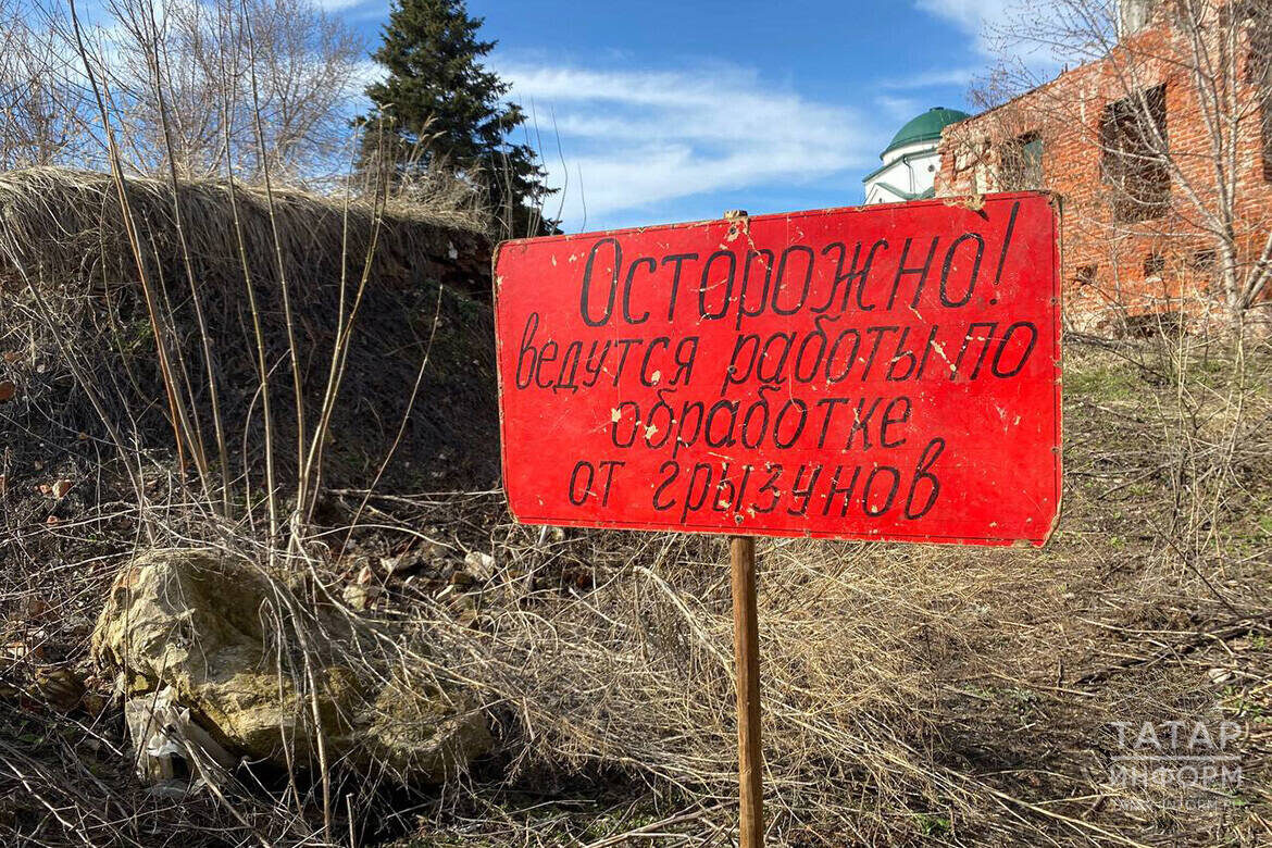 На открытых территориях – в лесах, парках и скверах – дератизационные работы проводятся дезинфекционной станцией КазаниФото: © «Татар-информ»