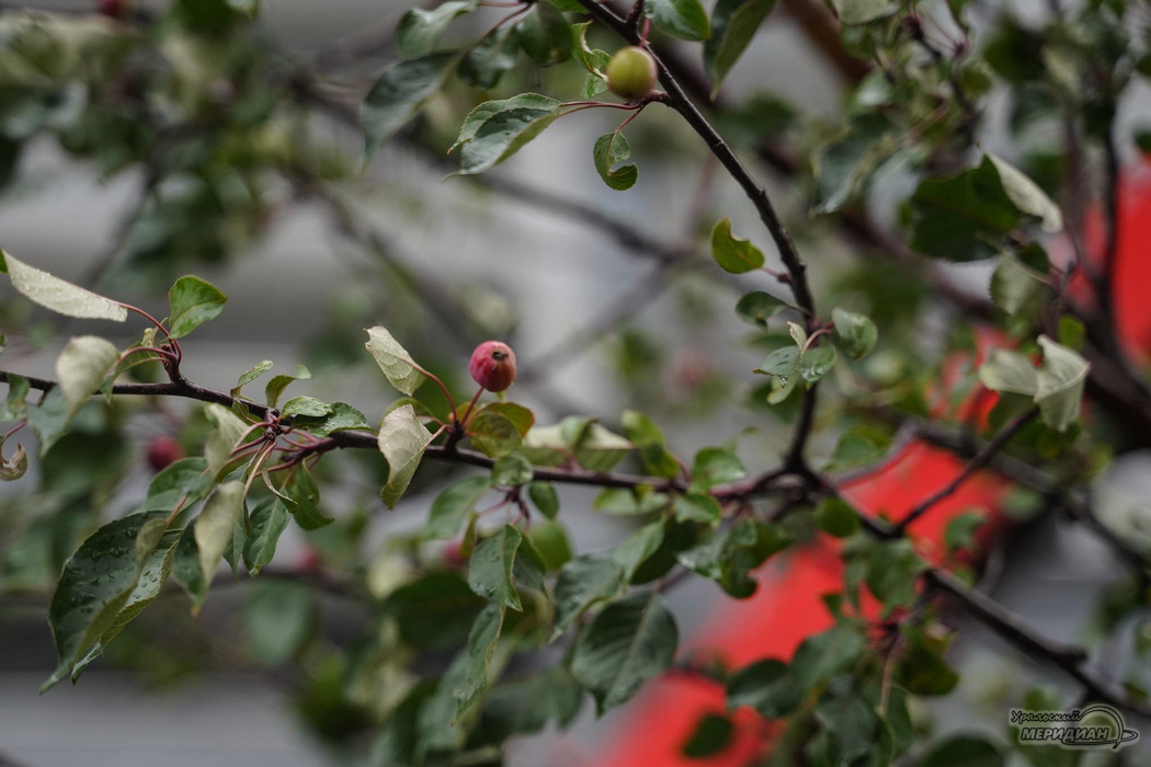    Фото: Лидия Аникина © ИА «Уральский меридиан»