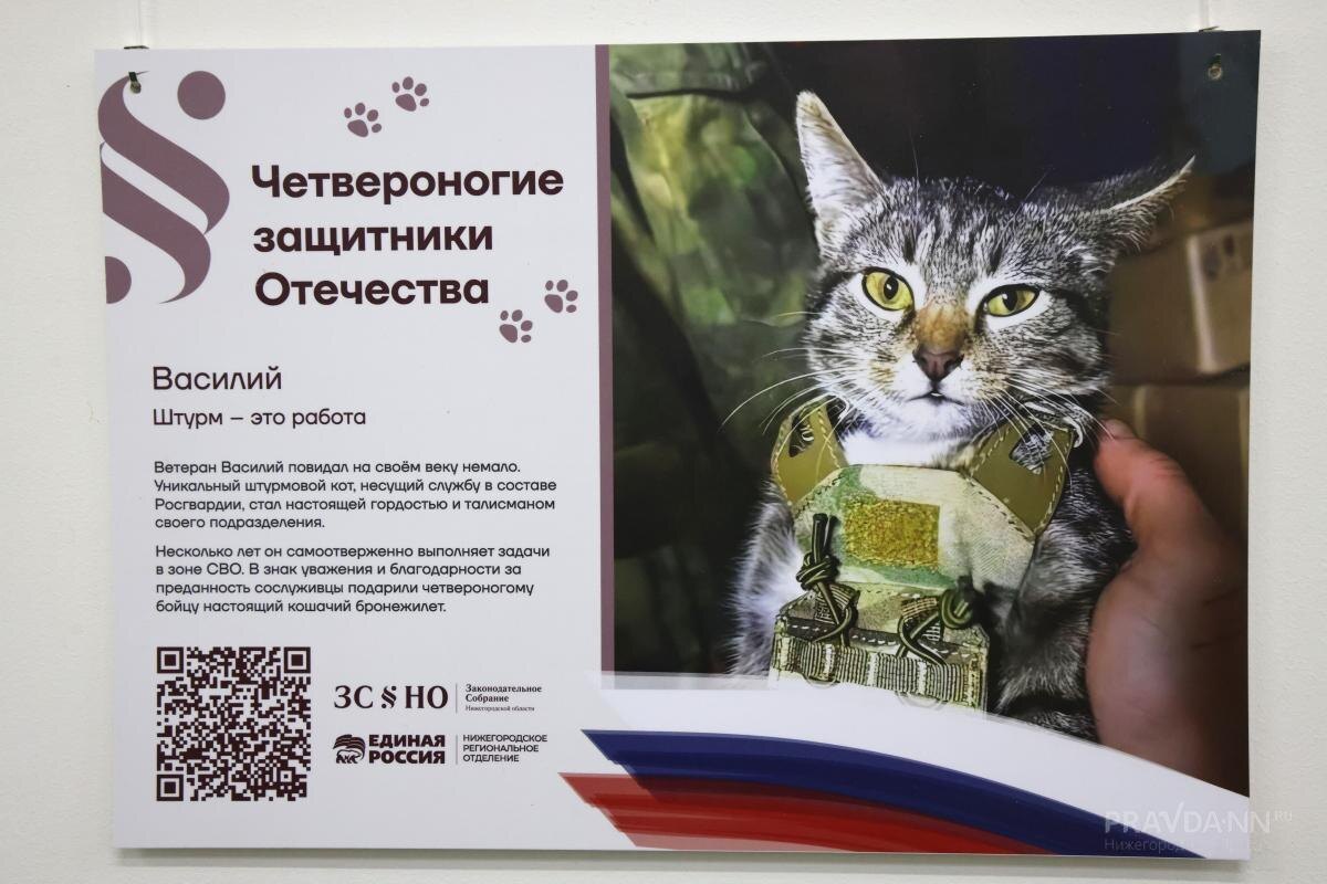    У каждого пушистого героя выставки - своя трогательная история попадания к бойцам СВО