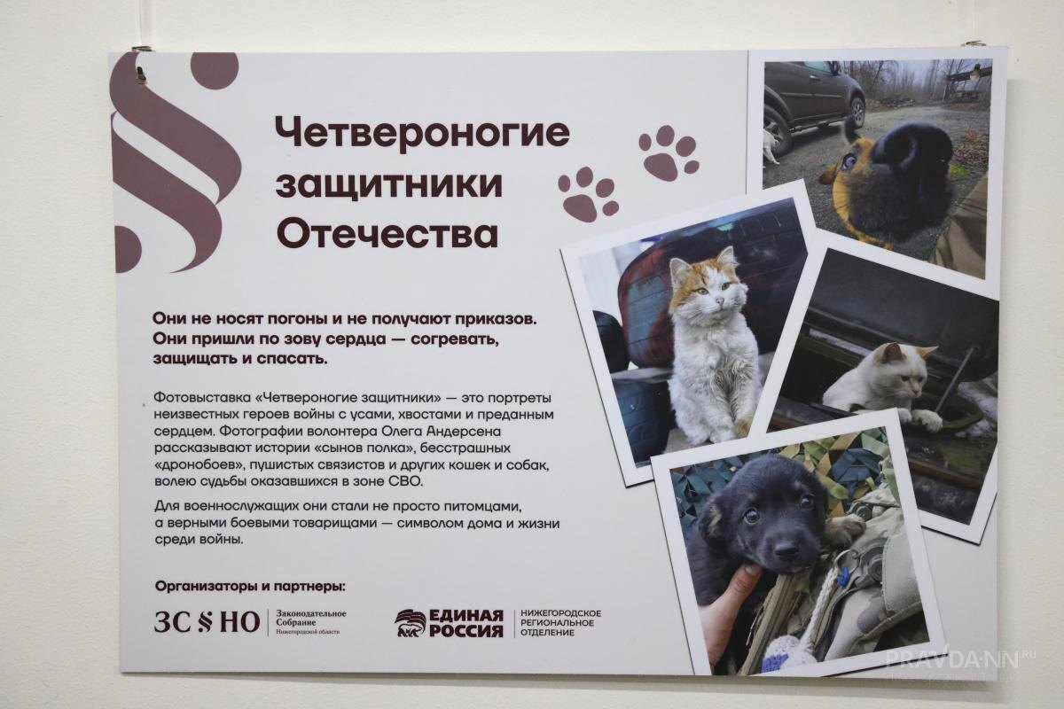    Выставка «Четвероногие защитники Отечества» о котиках и собаках на СВО