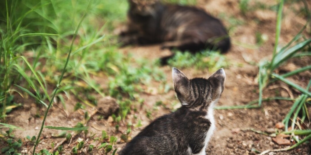 Когда мама-кошка уходит навсегда? Этапы взросления и выживания уличных котят