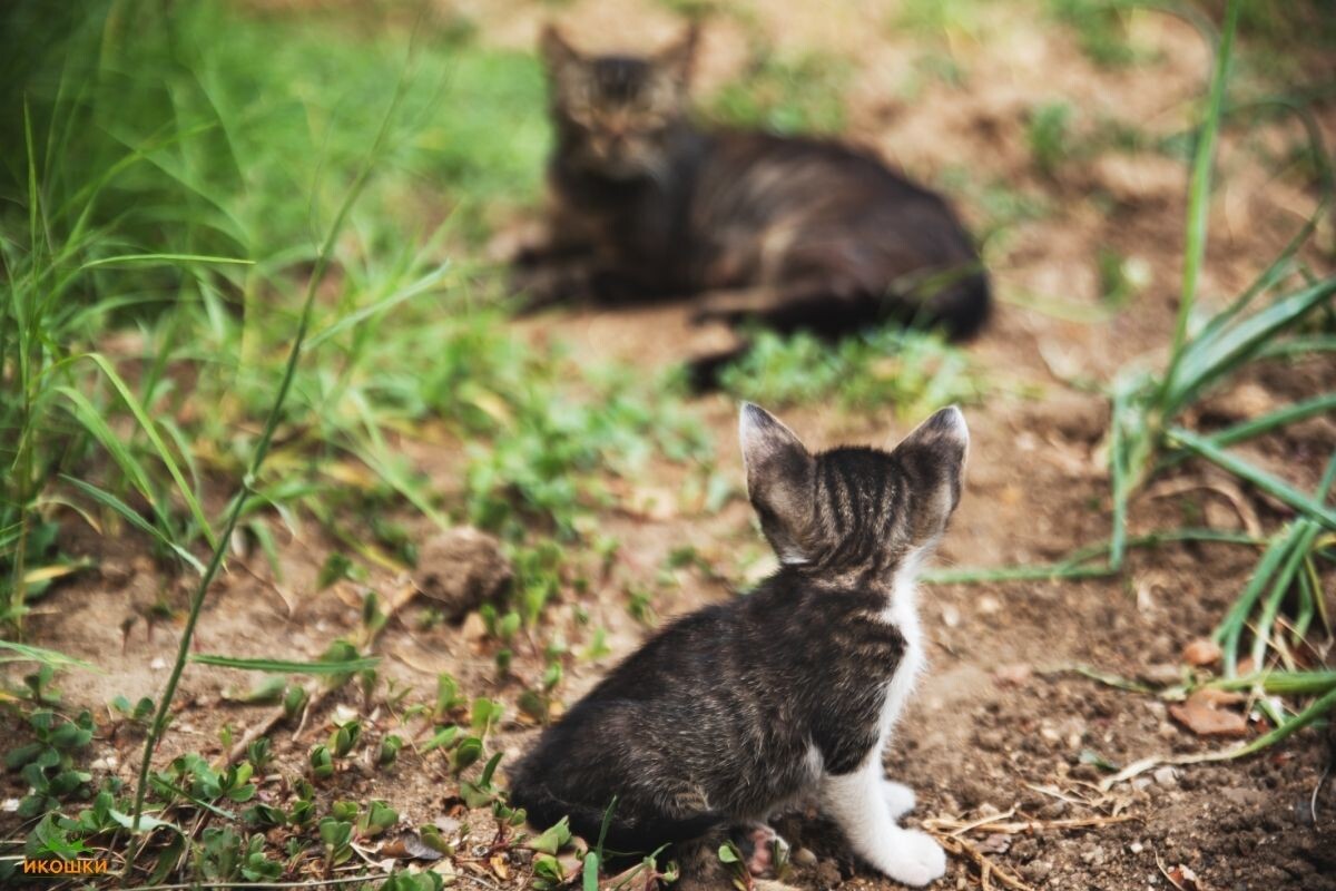 Когда кошки-матери оставляют своих котят в уличных условиях