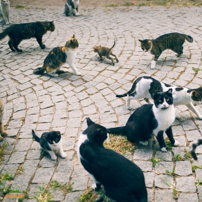 Бездомные кошки 