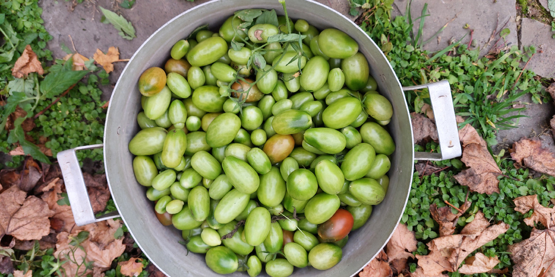 Будни на пенсии. Последний урожай с огорода. Тратим деньги на перспективу