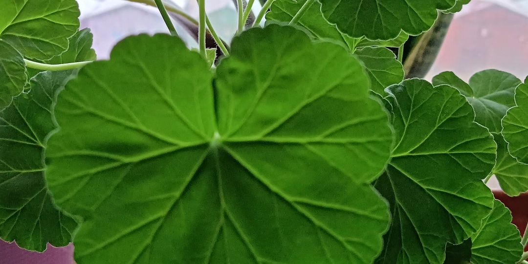 Укоренили а черенки Пеларгонии не хотят расти???