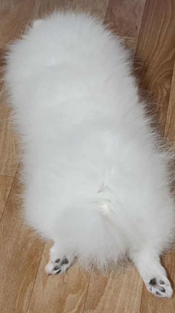 Наша любимая "тюленья" поза для отдыха 🤣🤣🤣