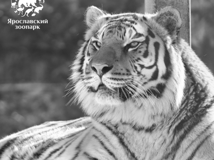     фото Ярославский зоопарк