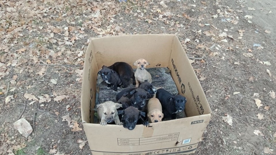 Жестокий обман: Под Ростовом десять щенков вывезли в лесополосу после неудачной продажи