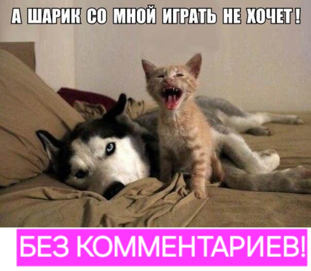 Скриншот изображения из открытых источников (Интернет). Слова, выделенные розовым, - мои.