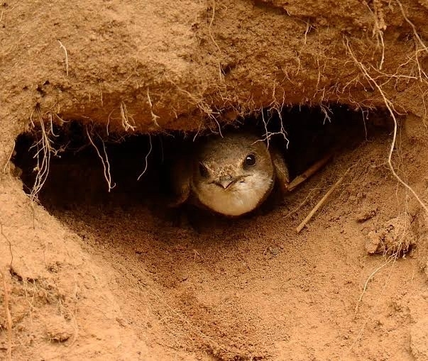 Береговушка: Живёт в норах, как мышь. Русская птица рвёт шаблоны о поведении пернатых