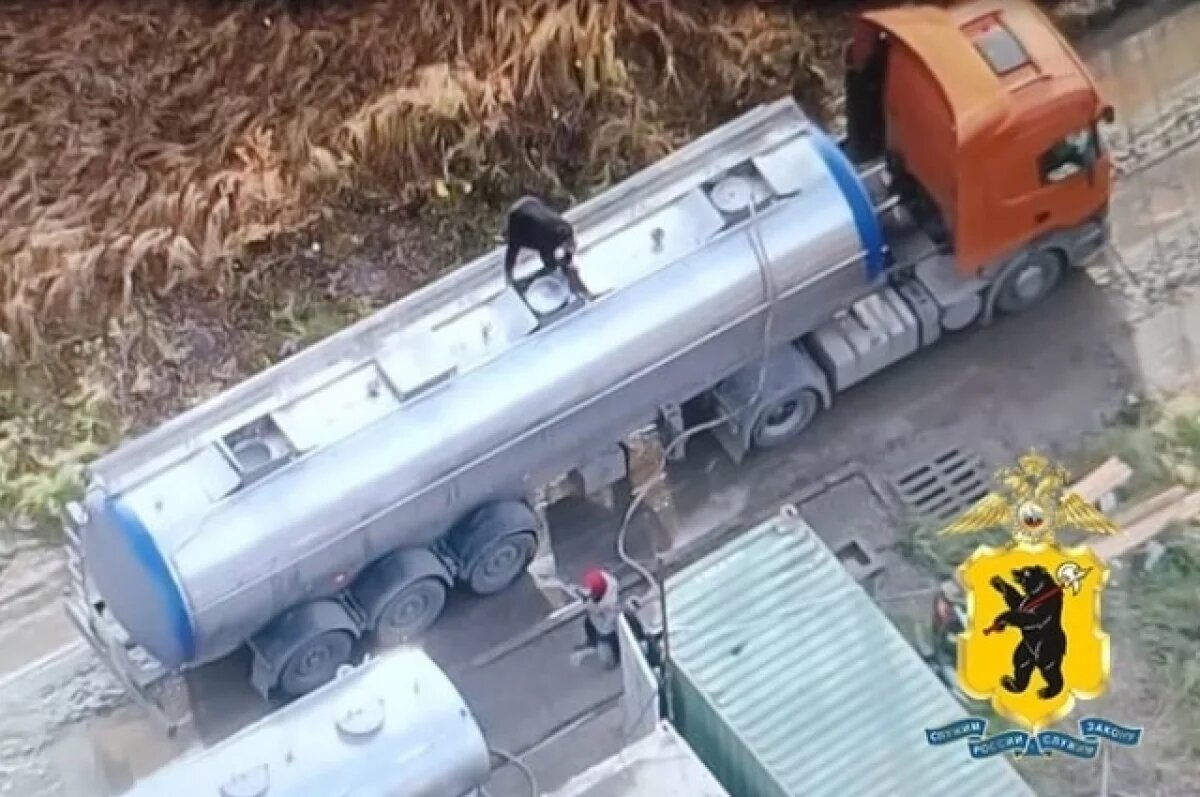    В Ярославской области 11 человек украли молочку из автоцистерн