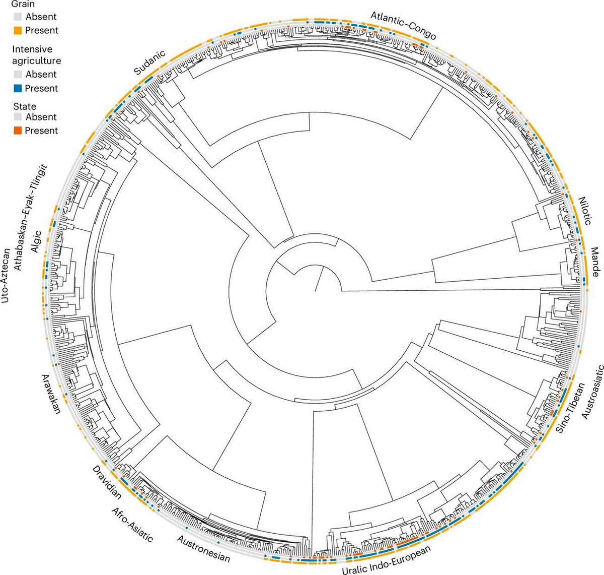    Филогенетическое древо языков мира. На него нанесены данные о наличии государственности, интенсивного земледелия и выращивании зерновых для каждой из 868 изученных сообществ / © Kit Opie, Quentin Atkinson