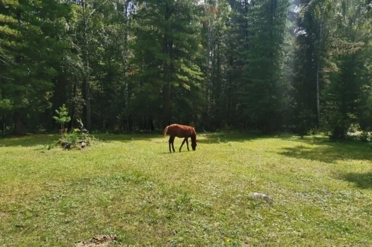    Прокуратура оспаривает продажу кедрача в Томском районе