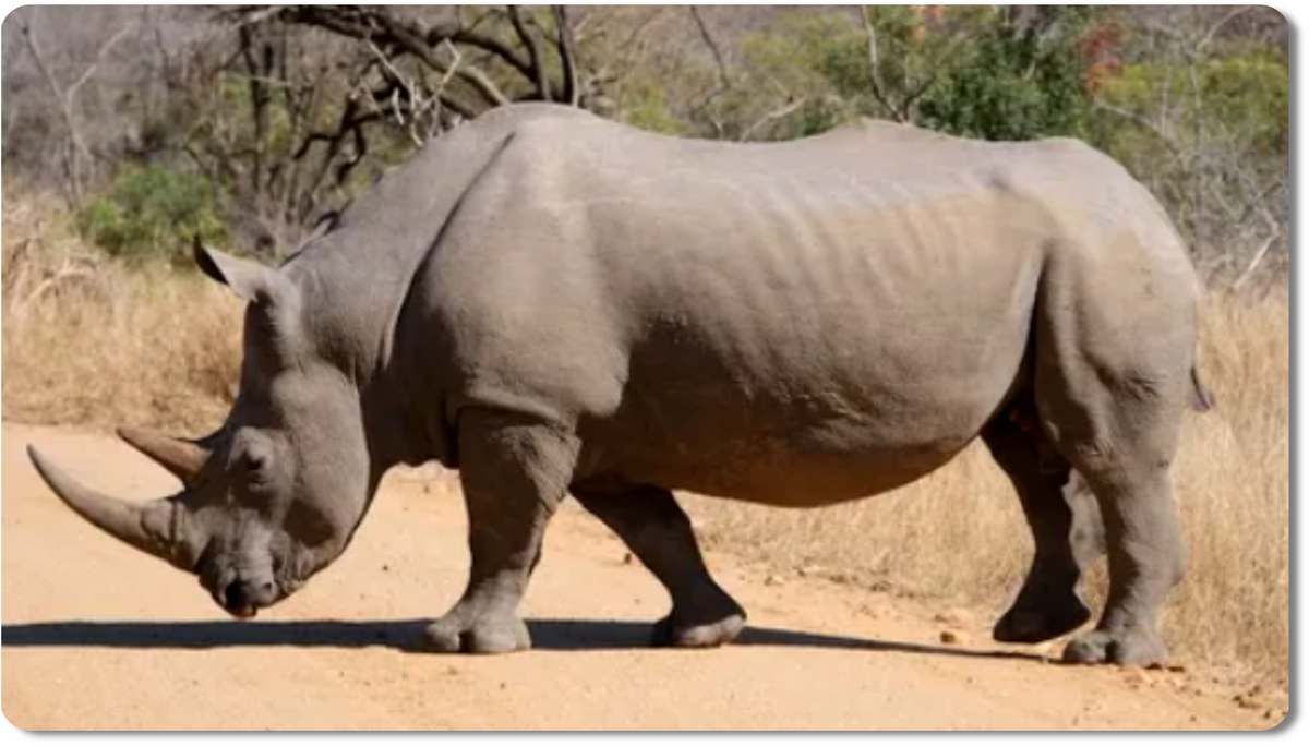 Носорог - это величественное млекопитающее, символ силы и уязвимости дикой природы