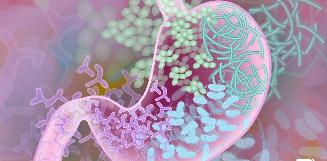 🦠 Кишечный МАХ: Как бактерии кормят ваш мозг и тело? И как получить «бутират» без дискомфорта в кишечнике?