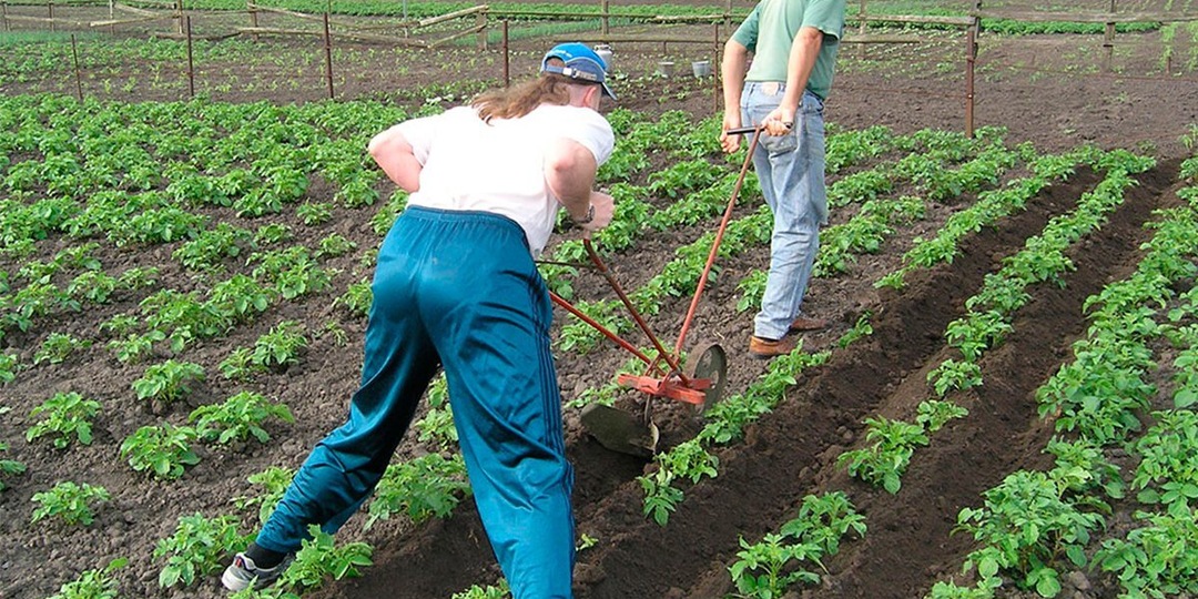 Хватит окучивать картошку! Главная ошибка, которая крадёт ваш урожай