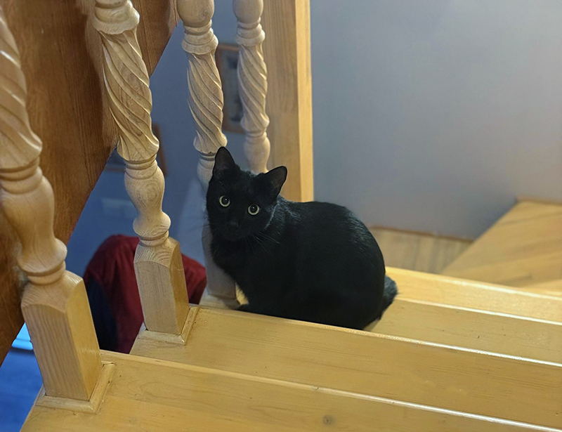 Уголек идеально вписался в легенду о том, что все черные котики - порождения зла)