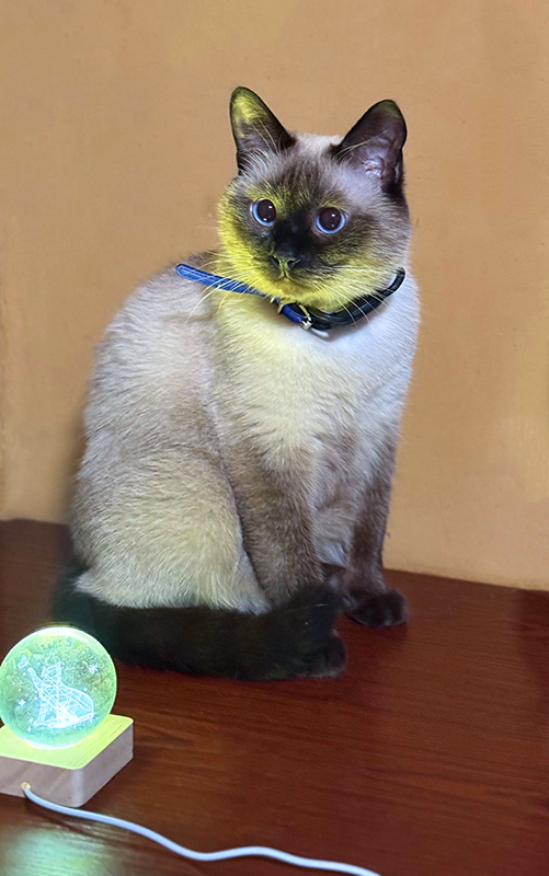 Никуся, гадает для вас на хрустальном шаре