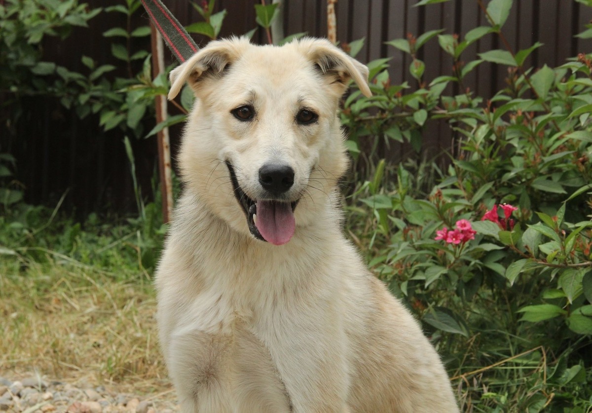    Преданность, которая ждет своего часа