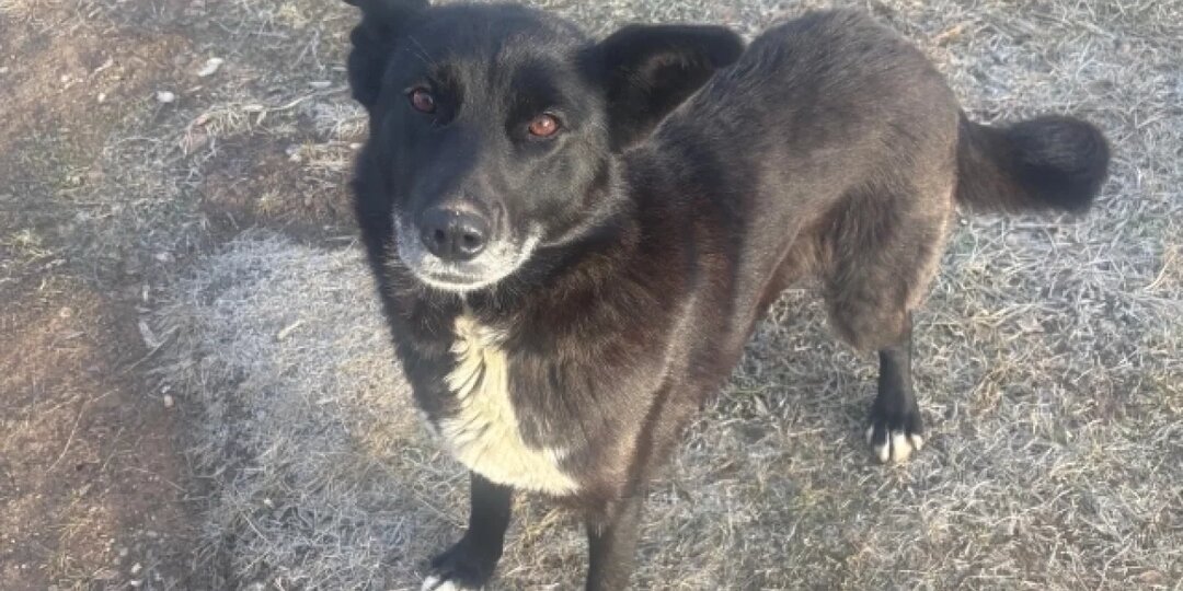 В Пермском крае власти округа просят приютить брошенную людьми собаку