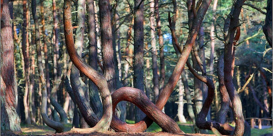 Танцующий Лес: что скрывает самый загадочный участок Куршской косы?