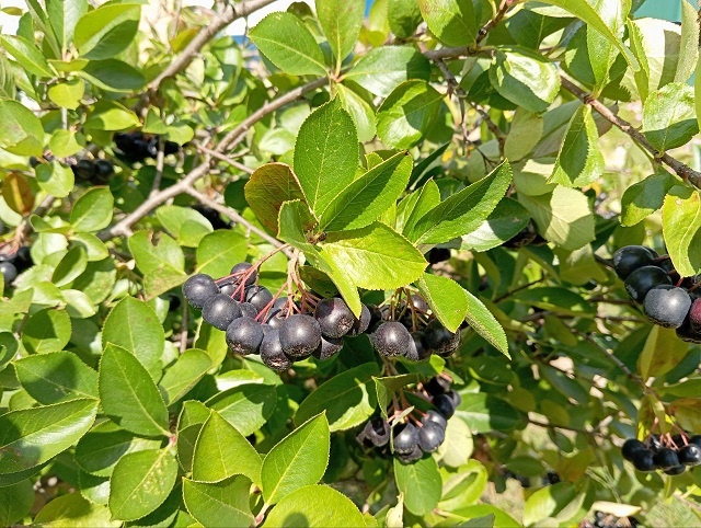 Арония черноплодная растет в Экопарке Керженского заповедника