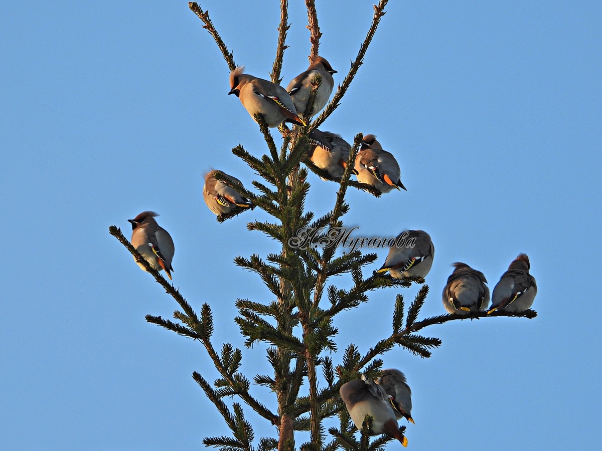 Свиристели на елке