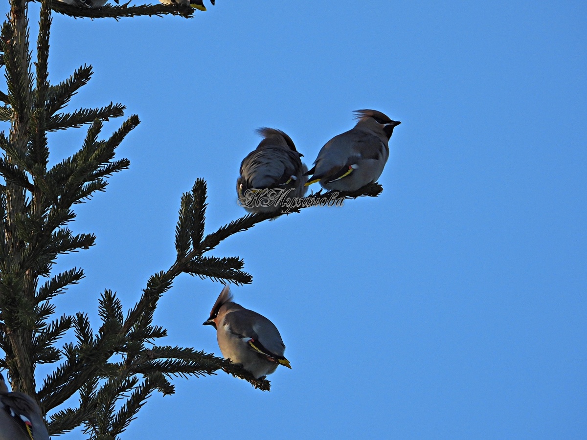 Свиристели на елке