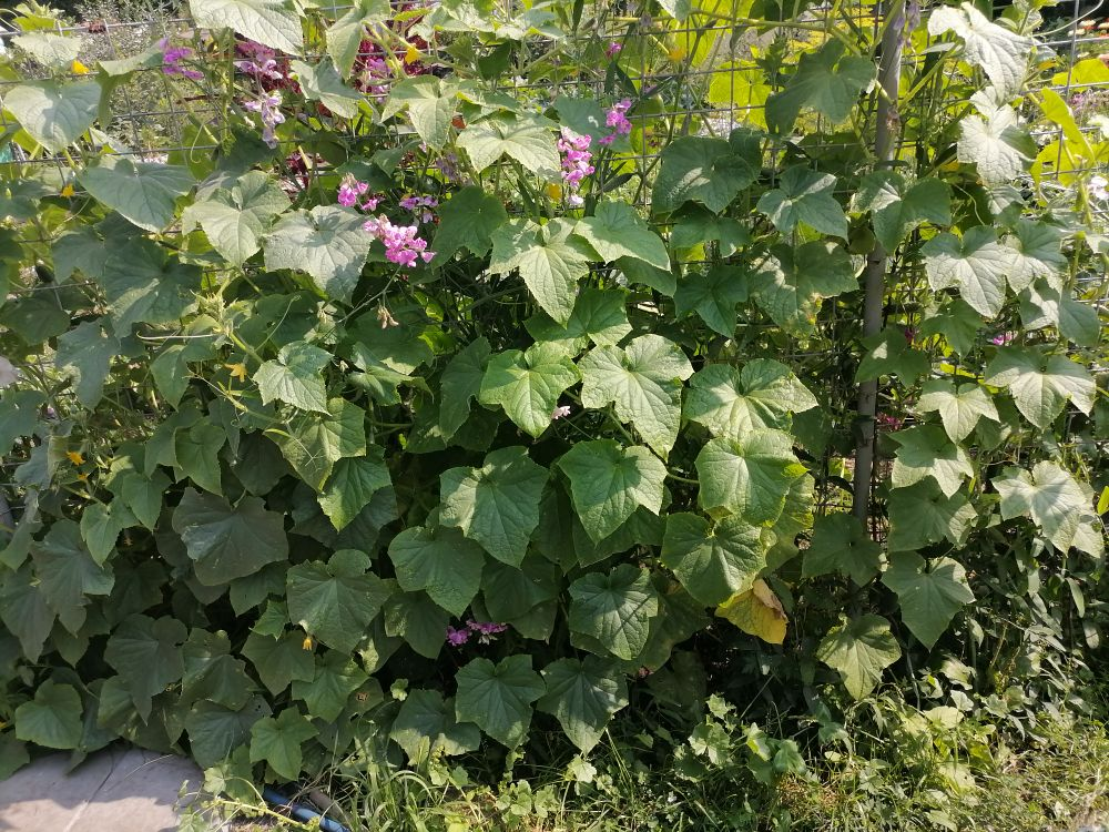 Кураж в ог, ещё молодой, ползёт по шпалере, фото мое