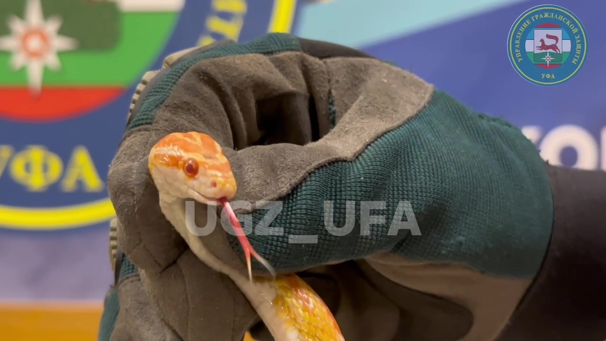    Девочка по имени Люцифер: пробравшаяся в квартиру уфимцев змея оказалась домашним питомцем