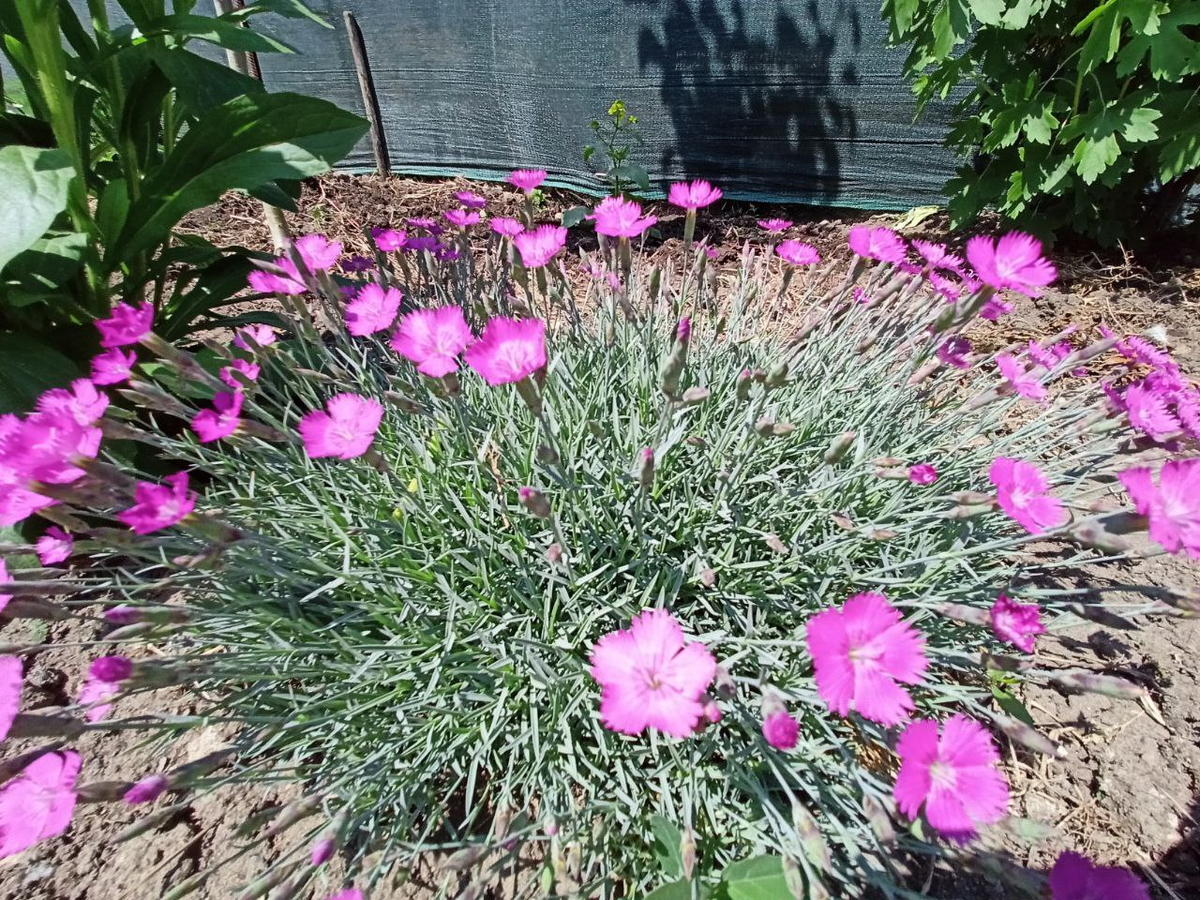  Рудбекия – канал про цветы. Гвоздика травянка — многолетнее растение.