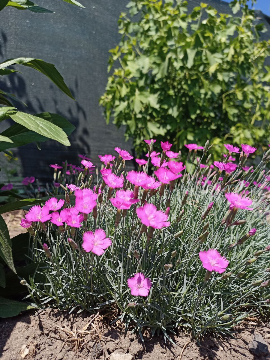 Рудбекия – канал про цветы. Гвоздика травянка — многолетнее растение.