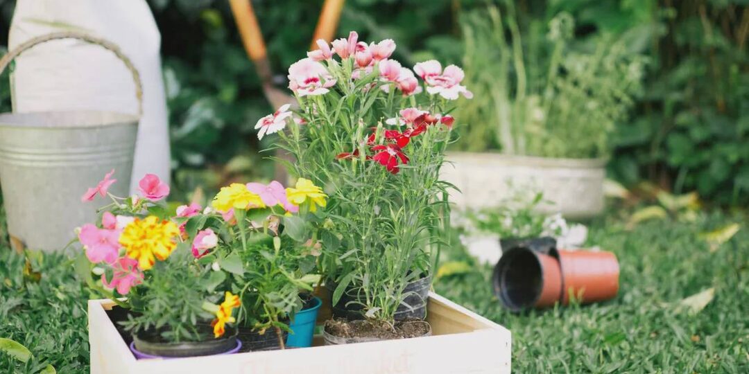 4 многолетника, которые цветут уже в первый день посадки