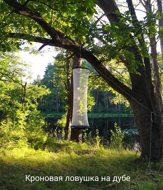 Кроновая ловушка для ночных бабаочек размещена в июле 2025 года на дубе в Керженском заповедникея 