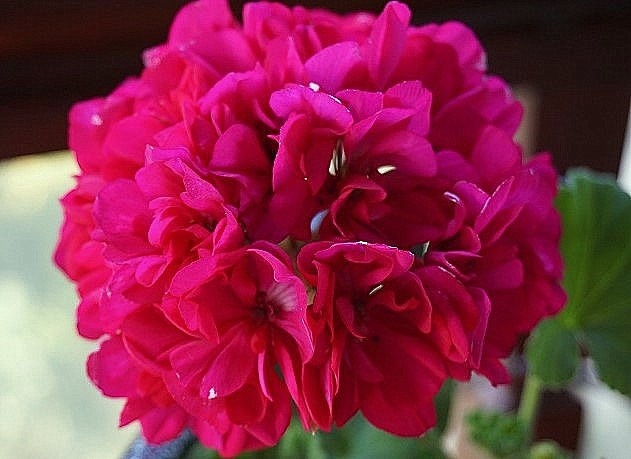 Огромные шапуи пурпура!