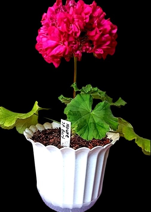 Малыш уже цветёт!