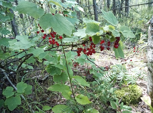 Смородина колосистая в Керженском заповеднике
