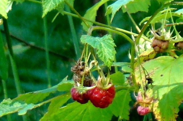 Малина обыкновенная в Керженском заповеднике