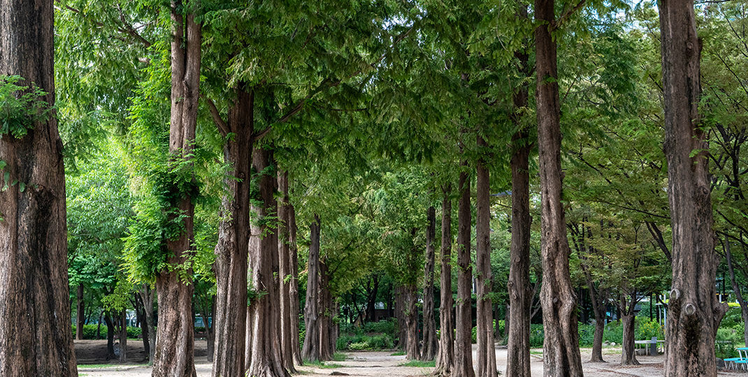 Сеульский лес: большая прогулочная зона в южнокорейской столице
