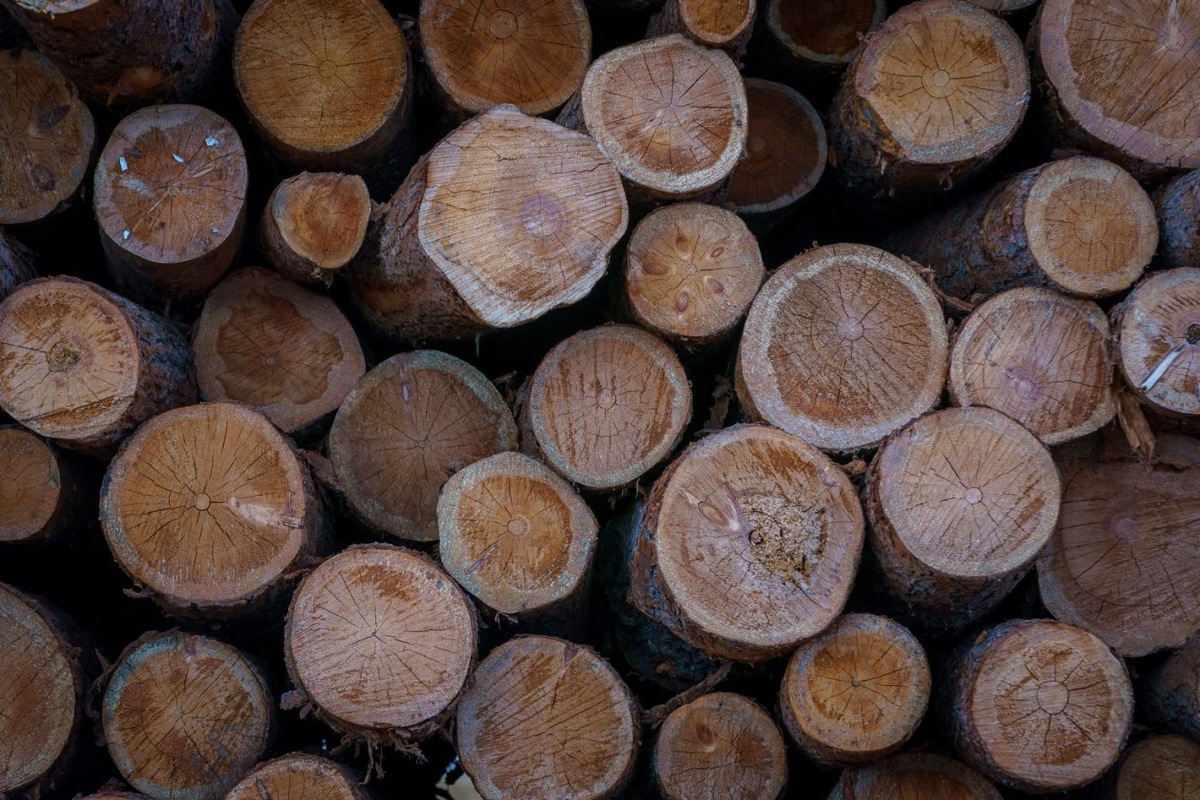    Югорская продукция заинтересовала торговое представительство Индии