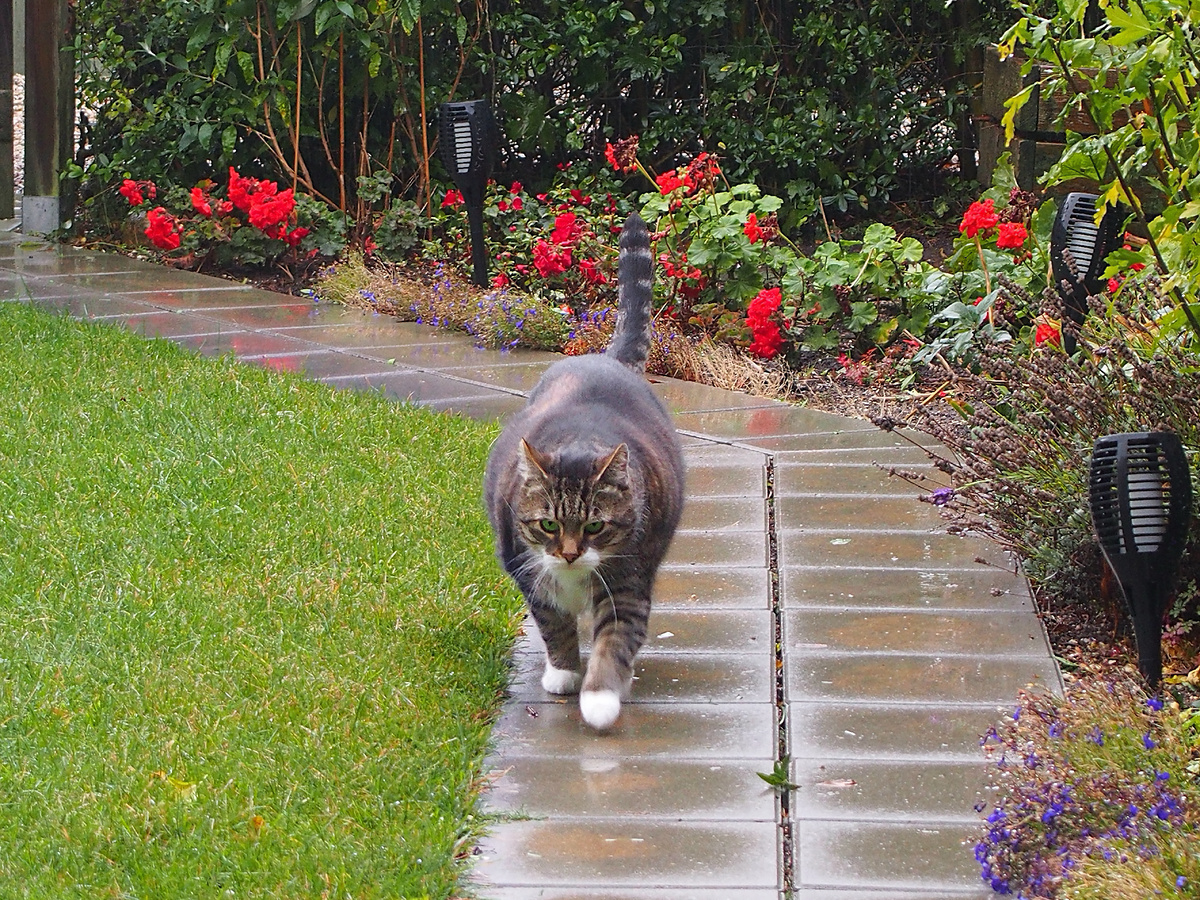 Когда хозяин покидает апартаменты в стремлении заработать на подушечку корма, лава внутри спящего вулкана пробуждается. Фотография: finnfrode, CC BY-NC-SA 4.0