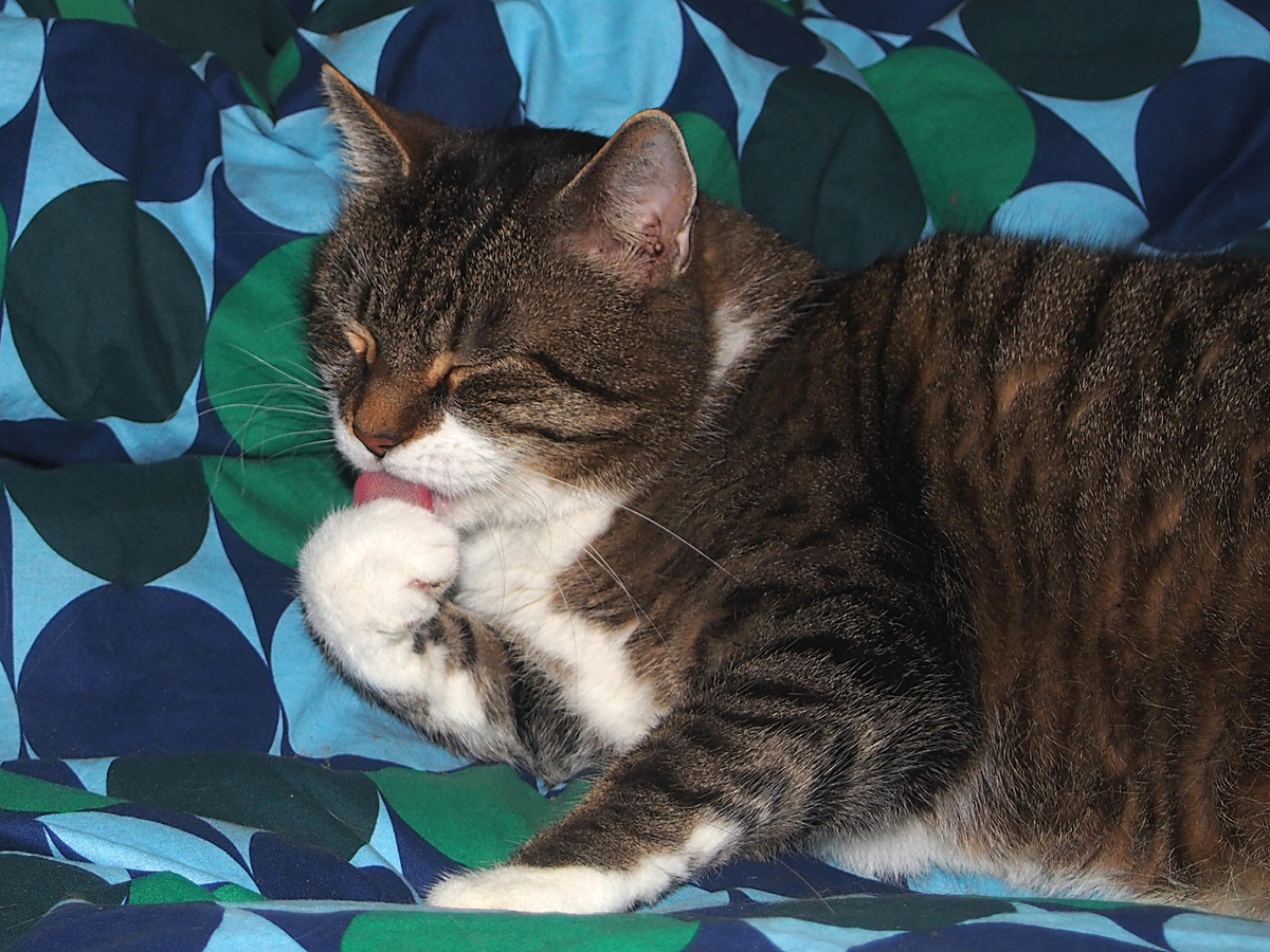 Язык — инструмент грозный, а в сочетании с неврозом — разрушительный. Веня начинает вылизываться с таким усердием, будто его натирают для участия в «Мистер Блеск 2000». Фотография: finnfrode, CC BY-NC-SA 2.0