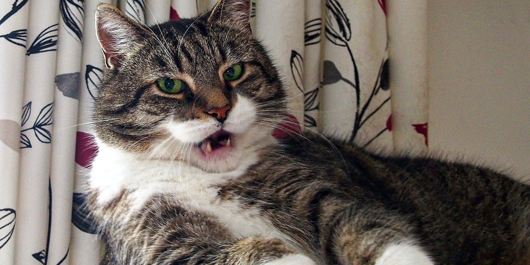 Как ведут себя кошки, если чувствуют себя несчастными и одинокими