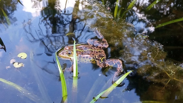 Прудовая лягушка в Керженском заповеднике