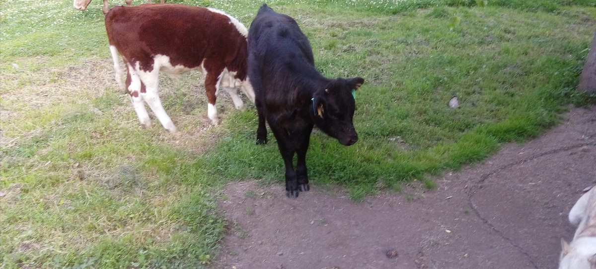 Летние фото. 